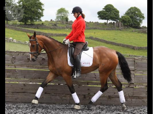 PoulaTo: 10 chronón Kfps Reg Friesian Mare